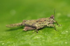 Lamellitettigodes contractus