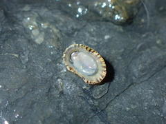 Notoacmea scopulina