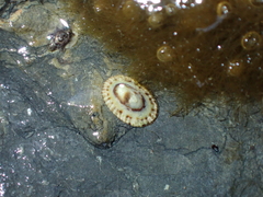 Notoacmea scopulina