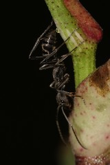 Diacamma geometricum