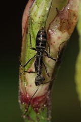 Diacamma geometricum