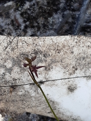 Genoplesium morrisii