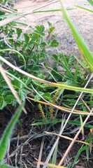 Crassula lanceolata