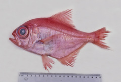 Beryx decadactylus