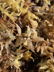 Sphagnum pacificum