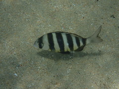 Diplodus hottentotus