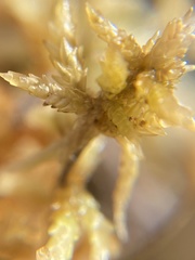 Sphagnum pacificum