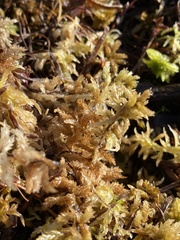 Sphagnum pacificum