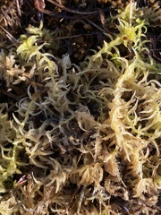 Sphagnum pacificum