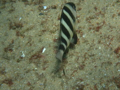 Diplodus hottentotus