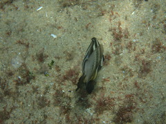 Diplodus hottentotus