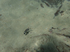 Diplodus hottentotus