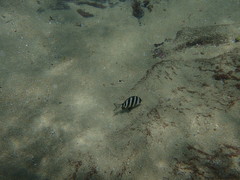 Diplodus hottentotus