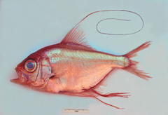 Beryx decadactylus