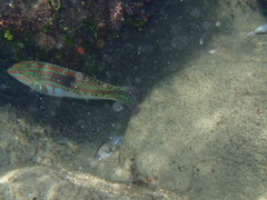Thalassoma trilobatum