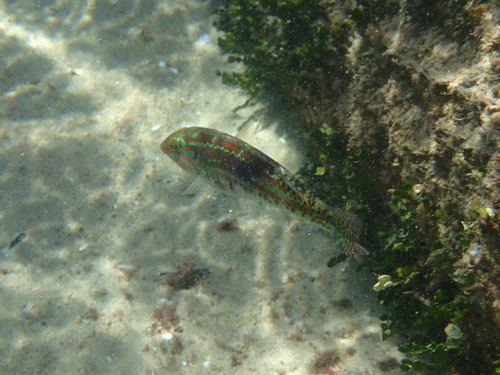 KwaZulu Natal wrasse