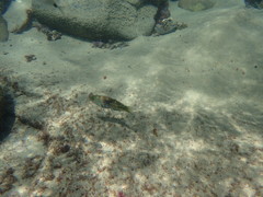 Thalassoma trilobatum