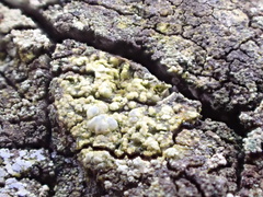 Lecanora sublivescens
