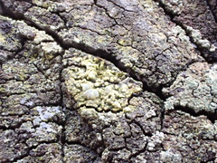 Lecanora sublivescens