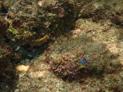 Chrysiptera brownriggii