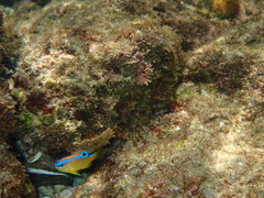 Chrysiptera brownriggii