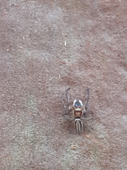 Opisthoncus abnormis