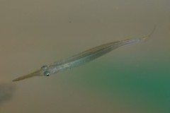 Dermogenys collettei