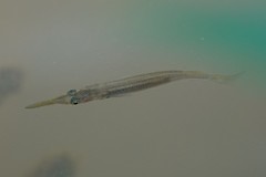 Dermogenys collettei