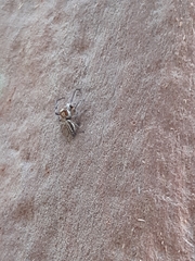 Opisthoncus abnormis