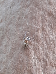 Opisthoncus abnormis