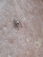 Opisthoncus abnormis