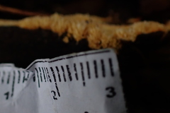 Hydnophlebia