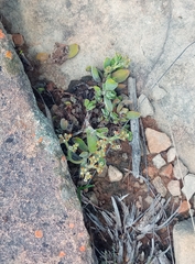 Crassula lanuginosa