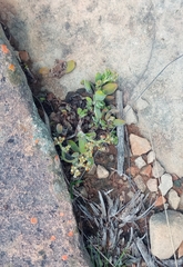 Crassula lanuginosa