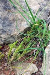 Crassula lanceolata