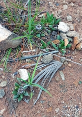 Bergeranthus multiceps