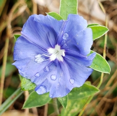 Evolvulus glomeratus