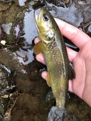 Salmo marmoratus