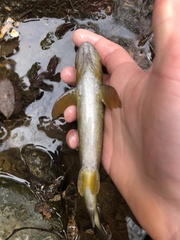 Salmo marmoratus