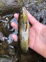Salmo marmoratus