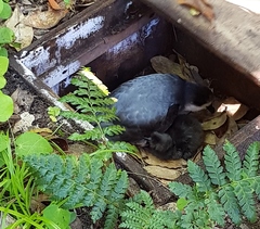 Pterodroma axillaris