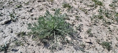Artemisia scoparia