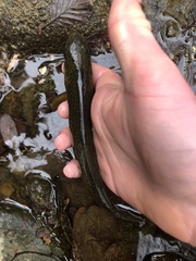 Salmo marmoratus