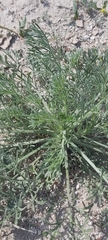 Artemisia scoparia