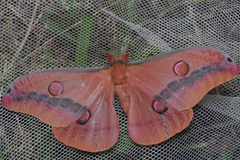 Opodiphthera loranthi