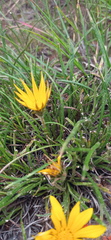 Gazania linearis linearis
