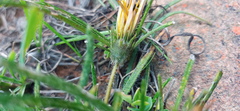 Gazania linearis linearis