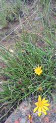 Gazania linearis linearis