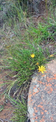 Gazania linearis linearis