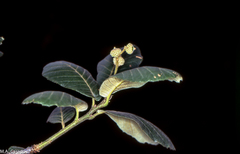 Quercus sideroxyla